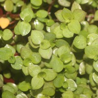 Callisia repens (Jacq.) L.